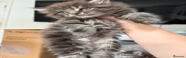 Maine Coon 1