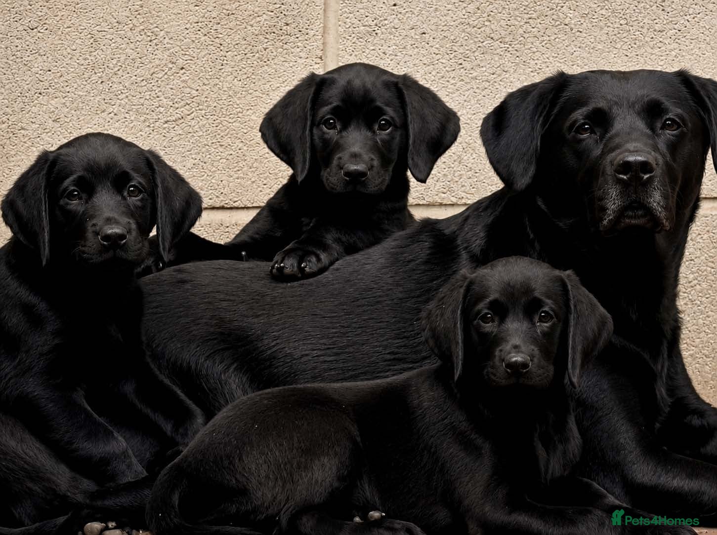 Labrador Retriever dogs REDUCED to sell our last KC lab girl pup - Advert 1