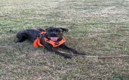 Cane Corso dogs for sale: Cane corso 9 months  - Image 3