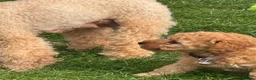 Toy Poodle dogs for sale: KC registered outstanding toy boys  in Barnsley - Advert 7