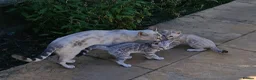 Bengal cats for sale: Blue Silver Lynx Point female bengal TICA reg - Advert 5