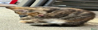 Mixed Breed Kitten 3