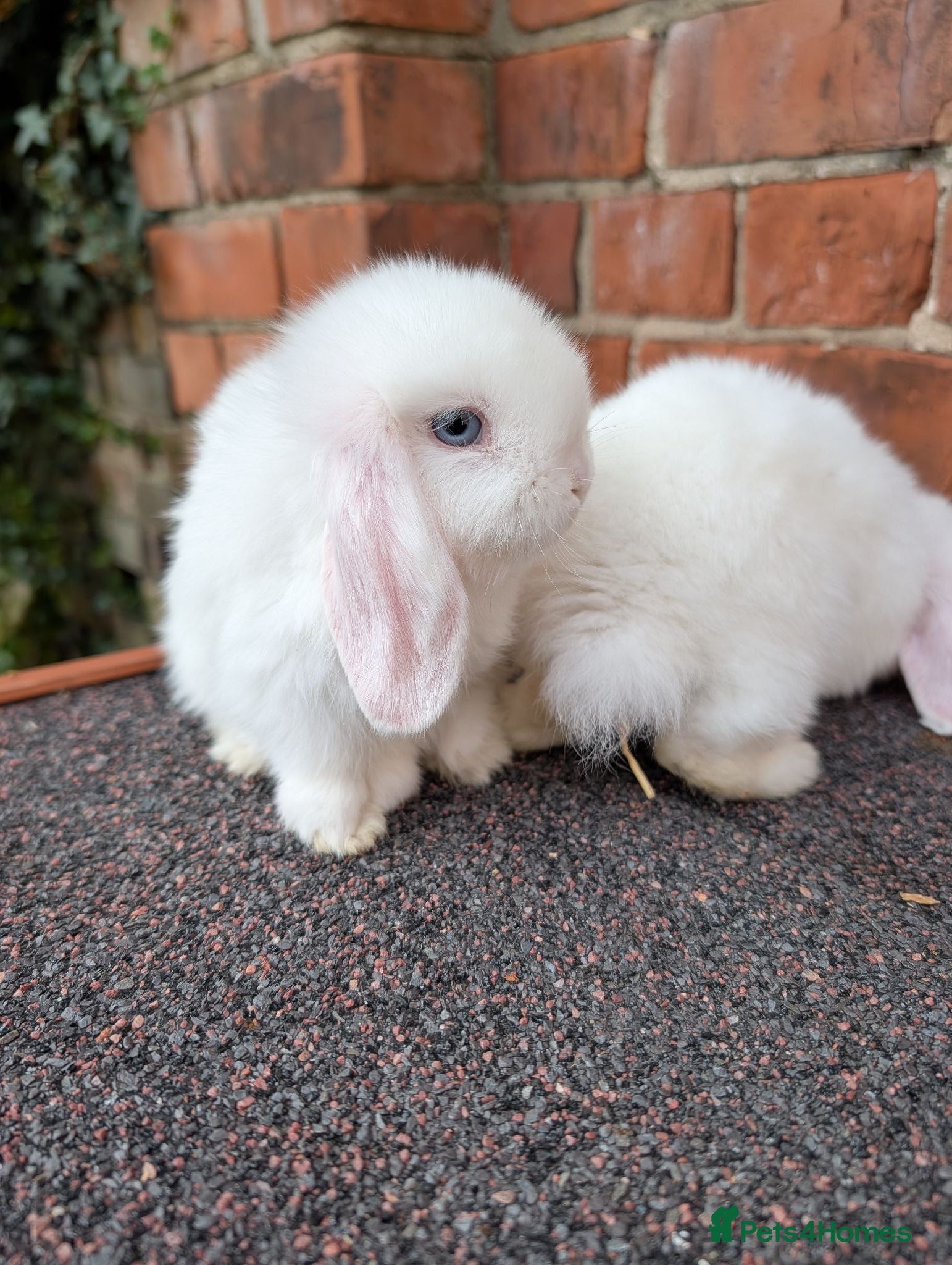 Mini Lop rabbits Mini lop babies looking for homes  - Advert 20