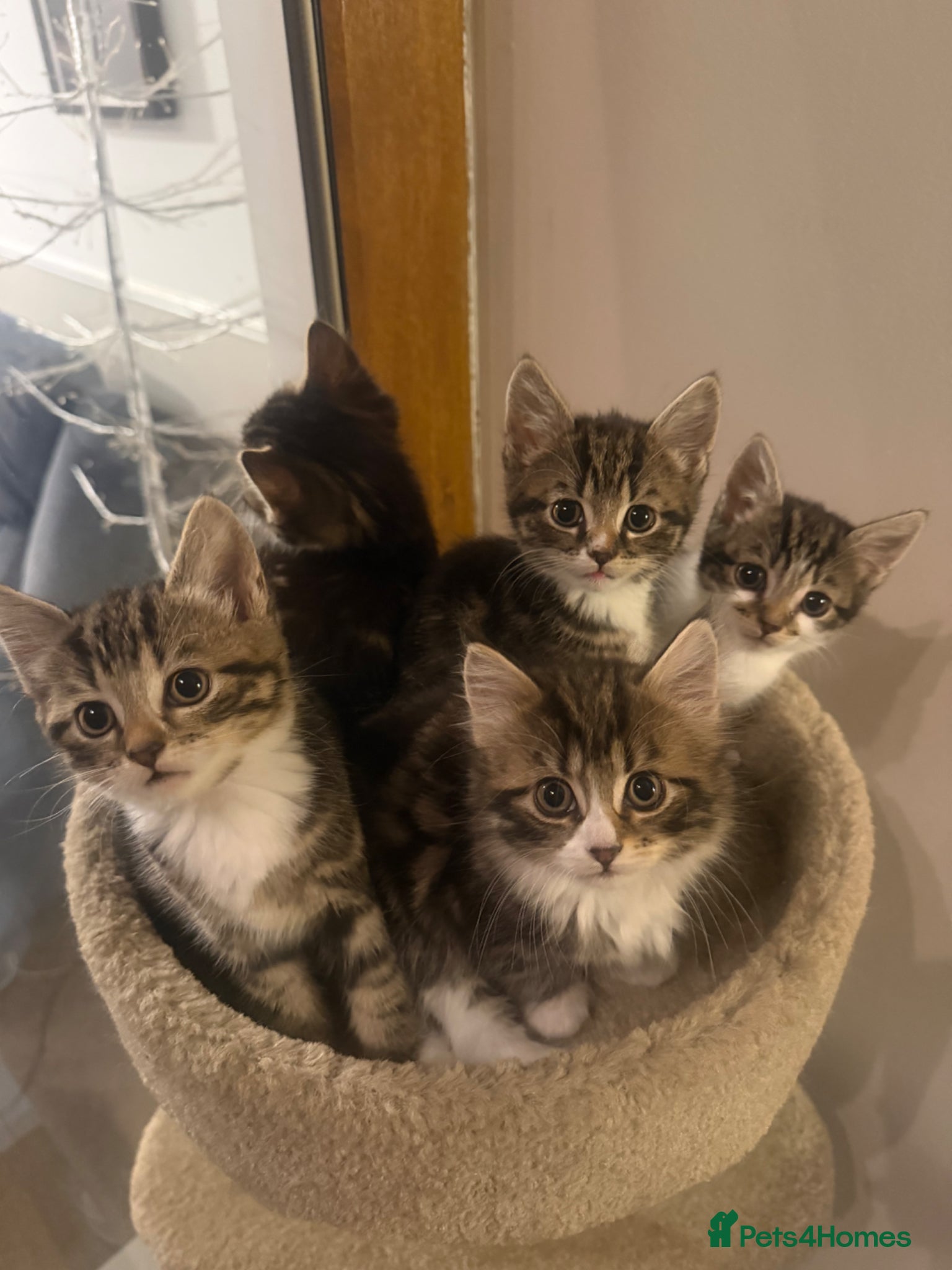 British Shorthair cats Adorable Kittens Looking for Loving Homes - Advert 2