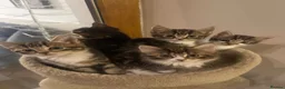 British Shorthair cats for sale: Adorable Kittens Looking for Loving Homes - Advert 1