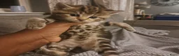 Mixed Breed cats for sale: Tabby x Maincoon kittens in Northampton - Advert 14