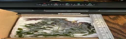 Catfish fish for sale: Aquarium fish, shrimp, and plants. WIDE selection - Advert 8