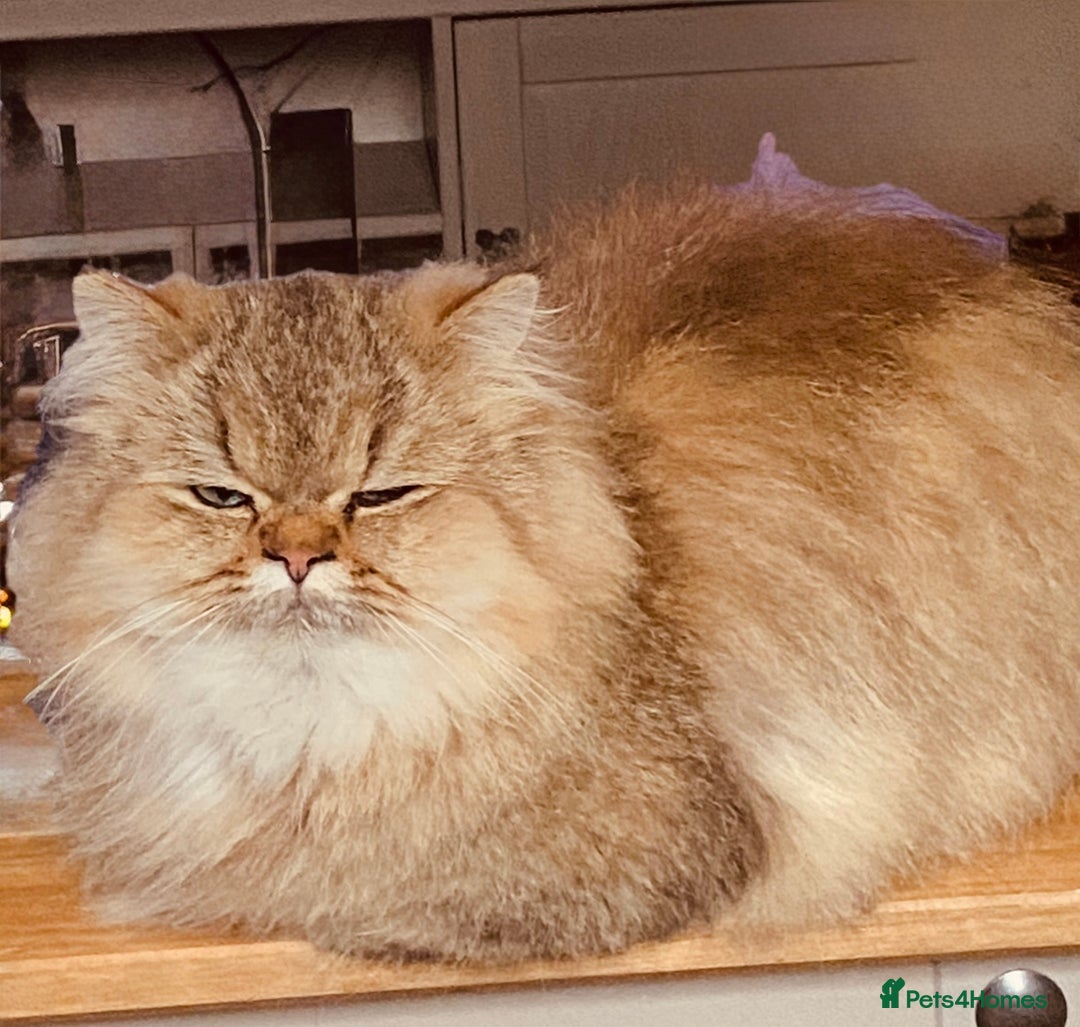 Persian cats for sale: Golden Persian chinchilla kittens  - Advert 2