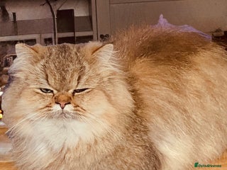 Persian cats Golden Persian chinchilla kittens - Advert 1