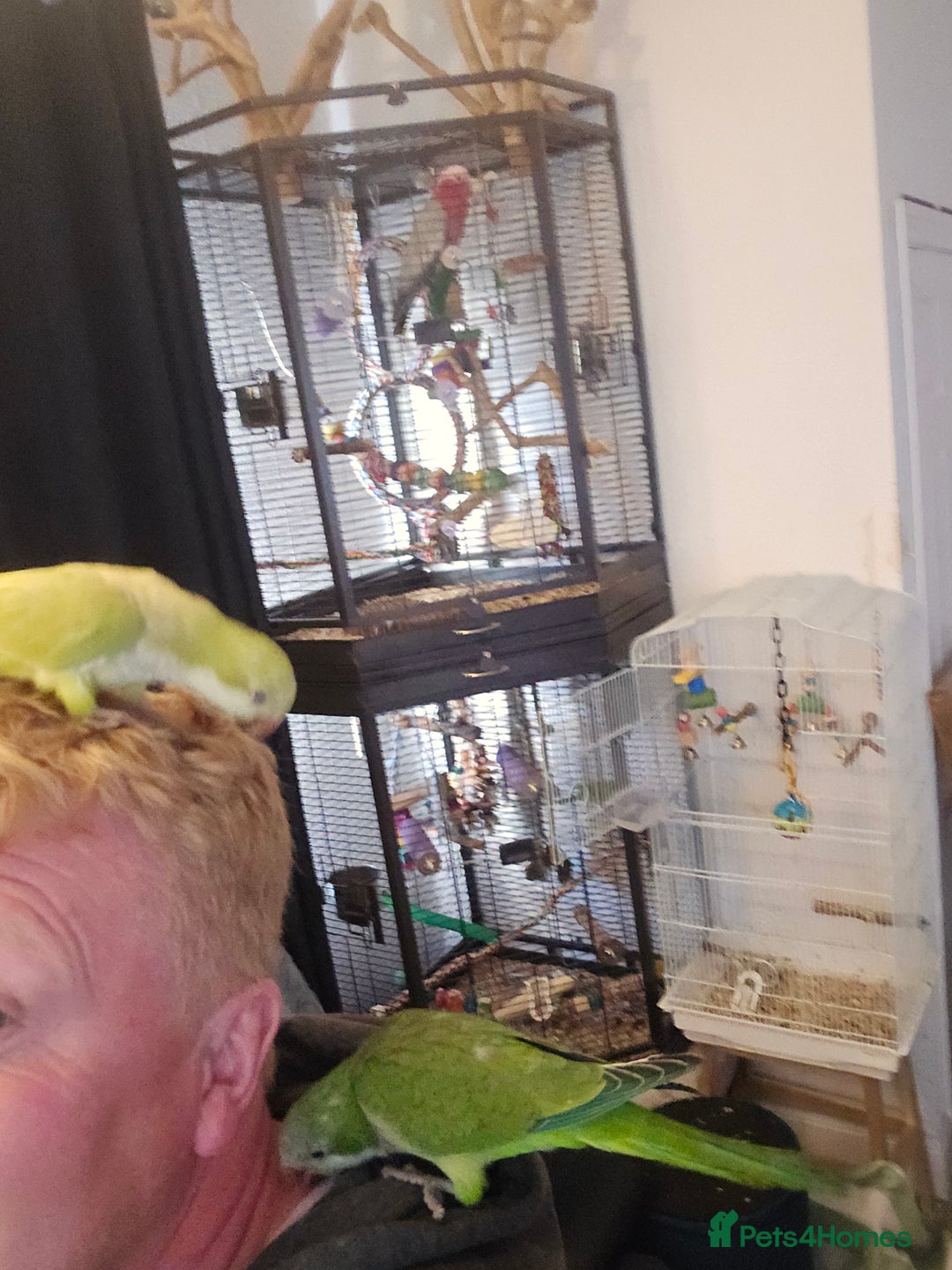 Parrots birds for sale: 2 handreared quakers 250/400 pair - Image 9