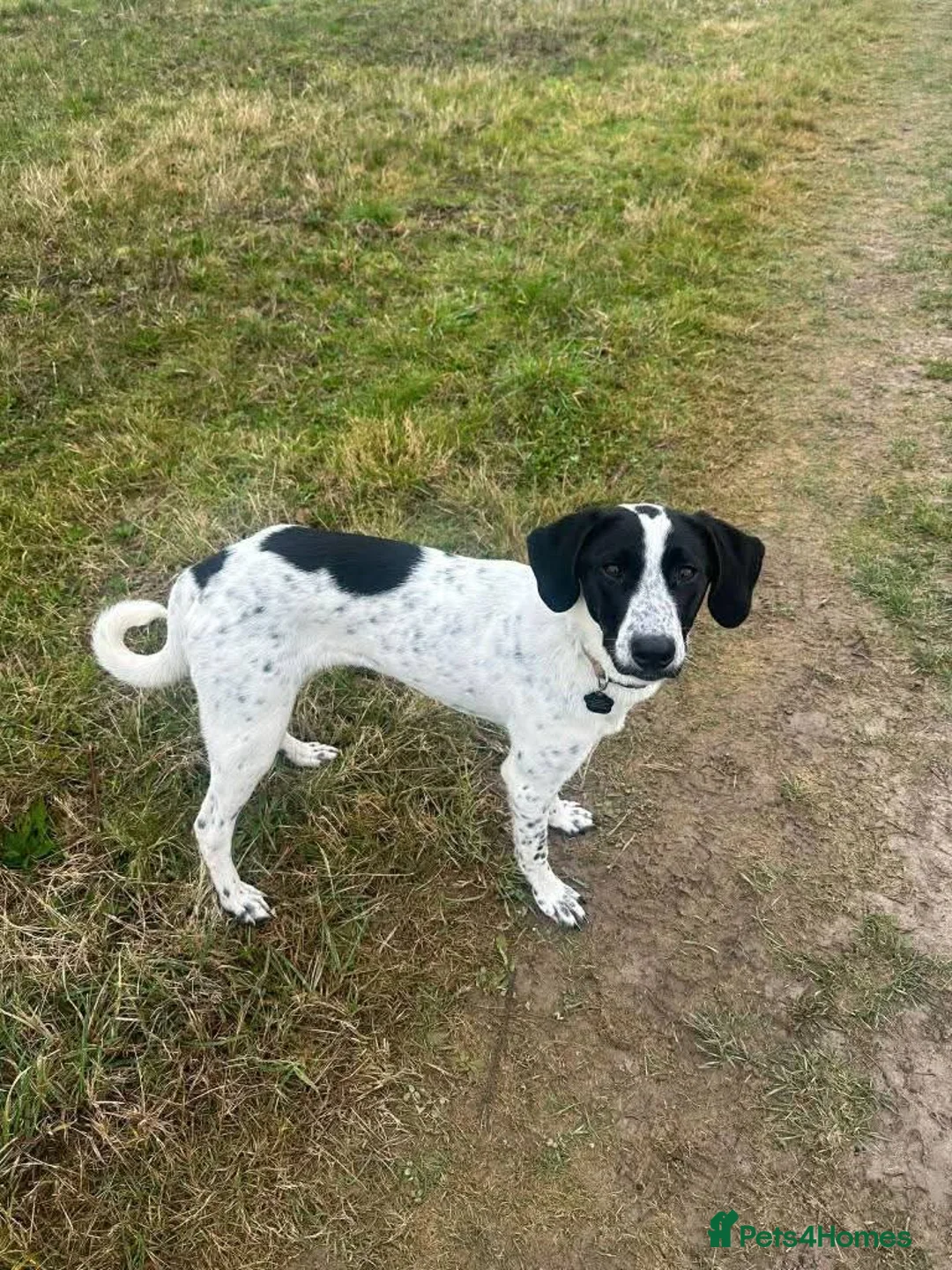Mixed Breed dogs for adoption: Meet Annabel, currently residing in Hertfordshire  in Stevenage - Advert 2