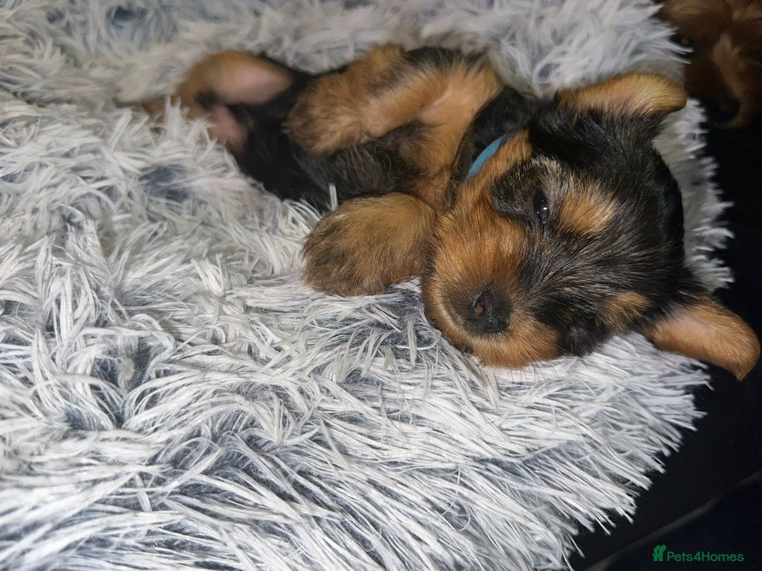 Yorkshire Terrier dogs for sale: 💕🐾Adorable PEDIGREE YORKSHIRE TERRIER Pups🐾💕  - Image 22