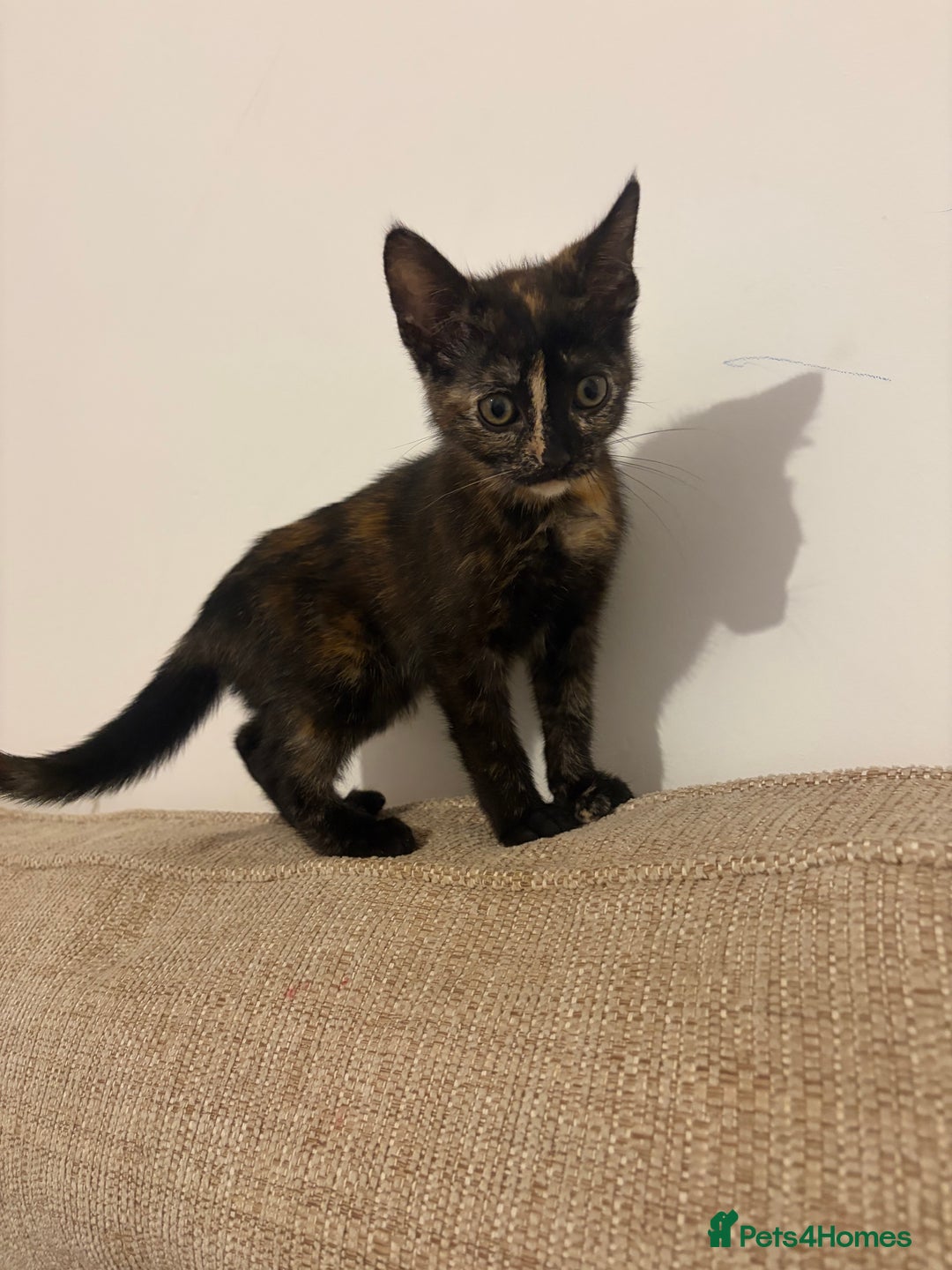 Mixed Breed cats for sale: Female Kitten for sale  - Advert 3