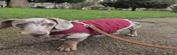 Miniature Dachshund dogs for sale: Looking for Their Forever Home  - Advert 6