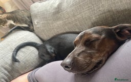 Mixed Breed dogs for sale: Meet Charlie  - Image 4