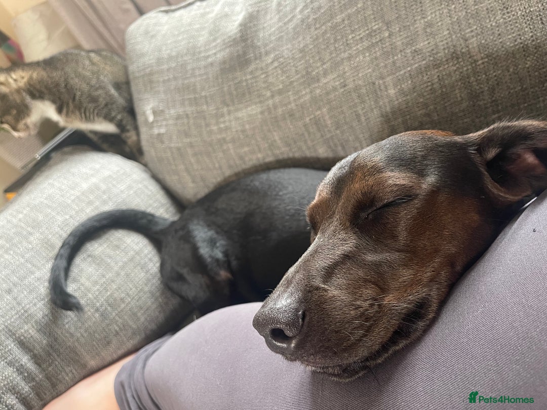 Mixed Breed dogs for sale: Meet Charlie  - Image 4