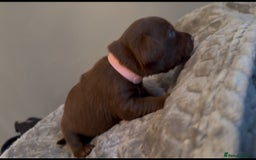 Mixed Breed dogs for sale: Litter of Jackapoo cross Dachshund puppies  - Image 7