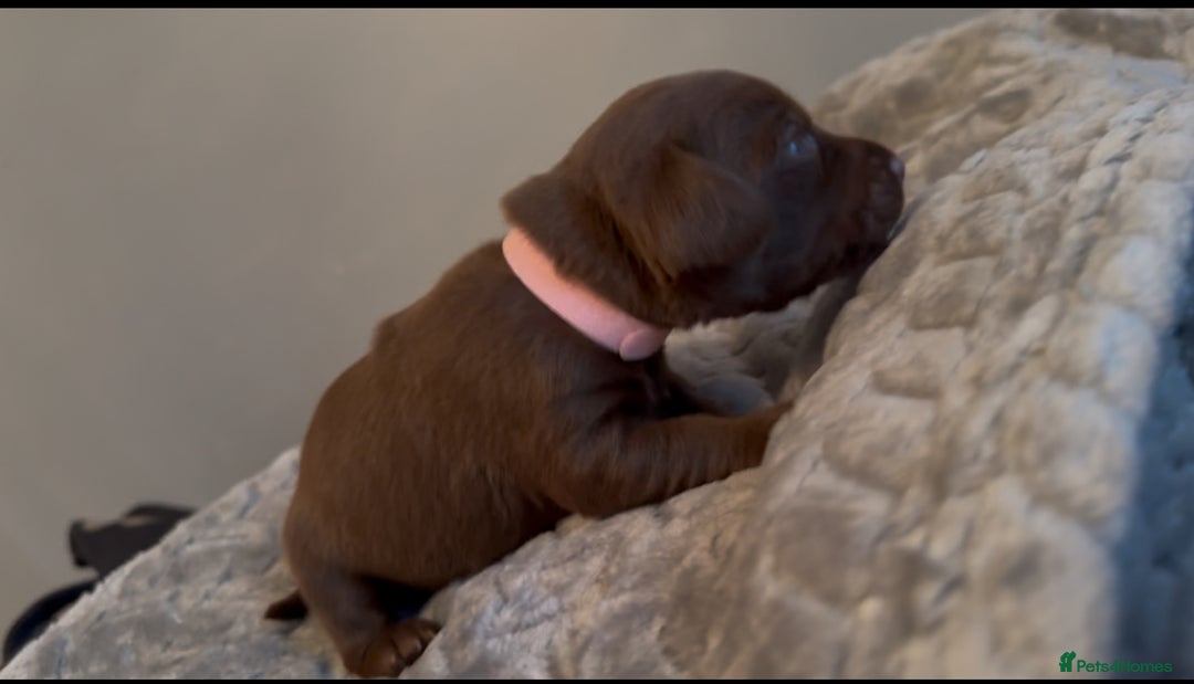 Mixed Breed dogs for sale: Litter of Jackapoo cross Dachshund puppies  - Image 7