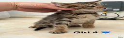 Bengal cats for sale: bengal female kittens - Advert 19