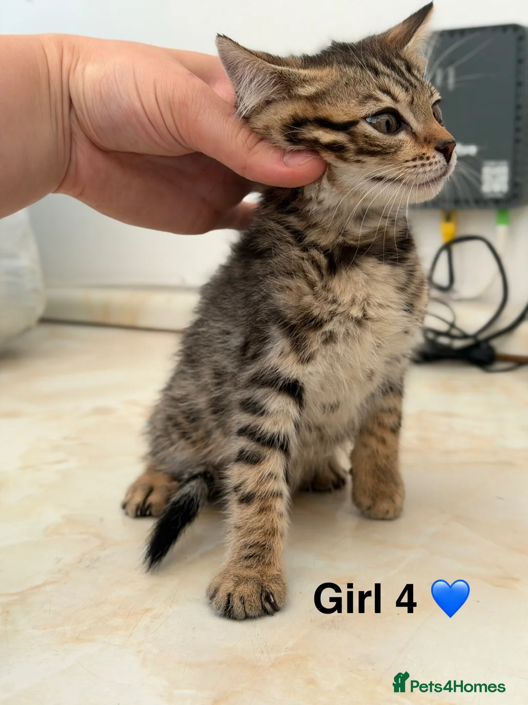 Bengal cats for sale: bengal female kittens - Advert 19
