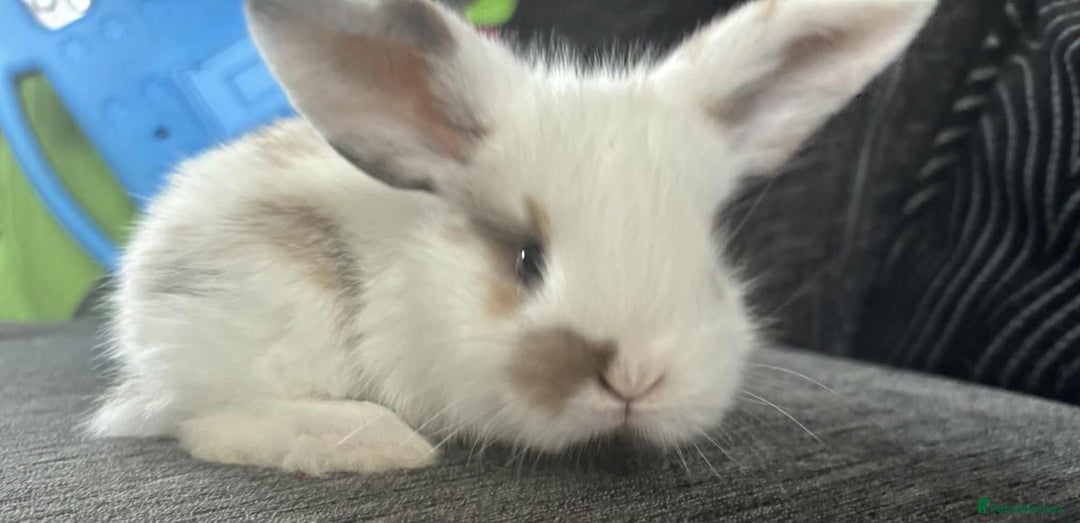 Mini Lop rabbits for sale: Mini Lop Babies  - Image 3