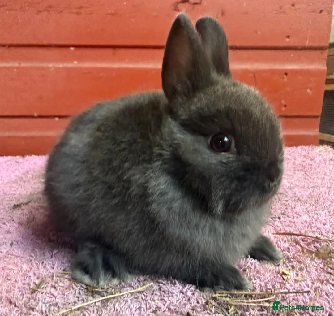 Netherland Dwarf rabbits for sale: Young Netherland Dwarfs - Advert 2