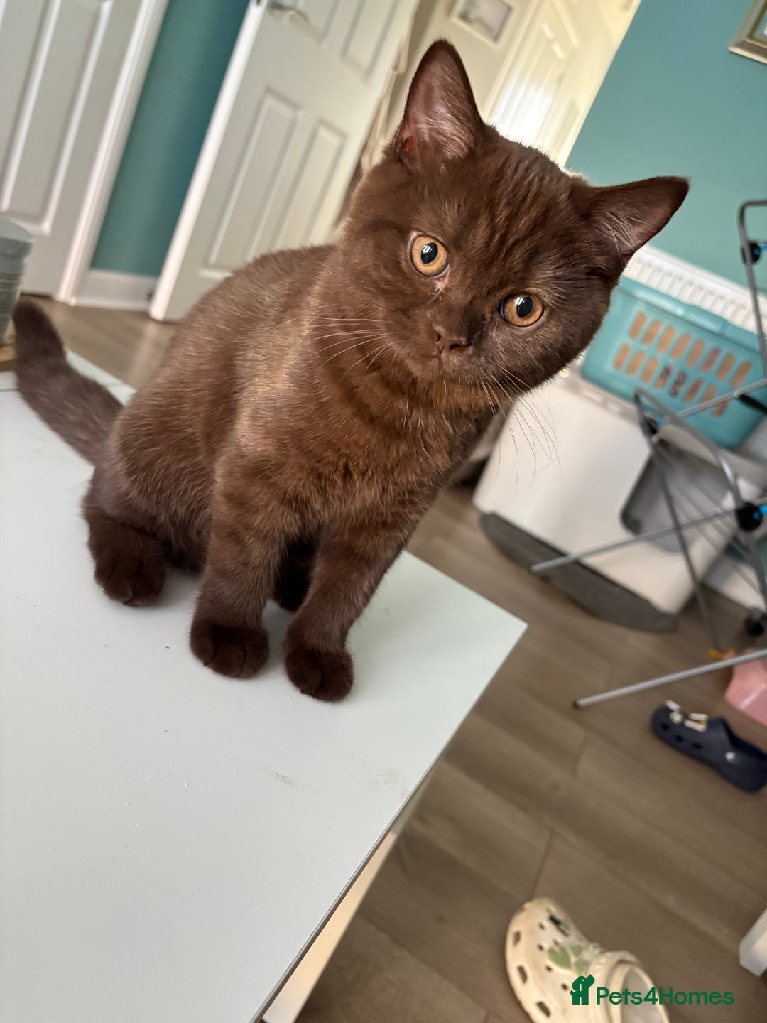 British Shorthair cats for sale: GCCF chocolate female BSH and 1 DSH female - Image 2