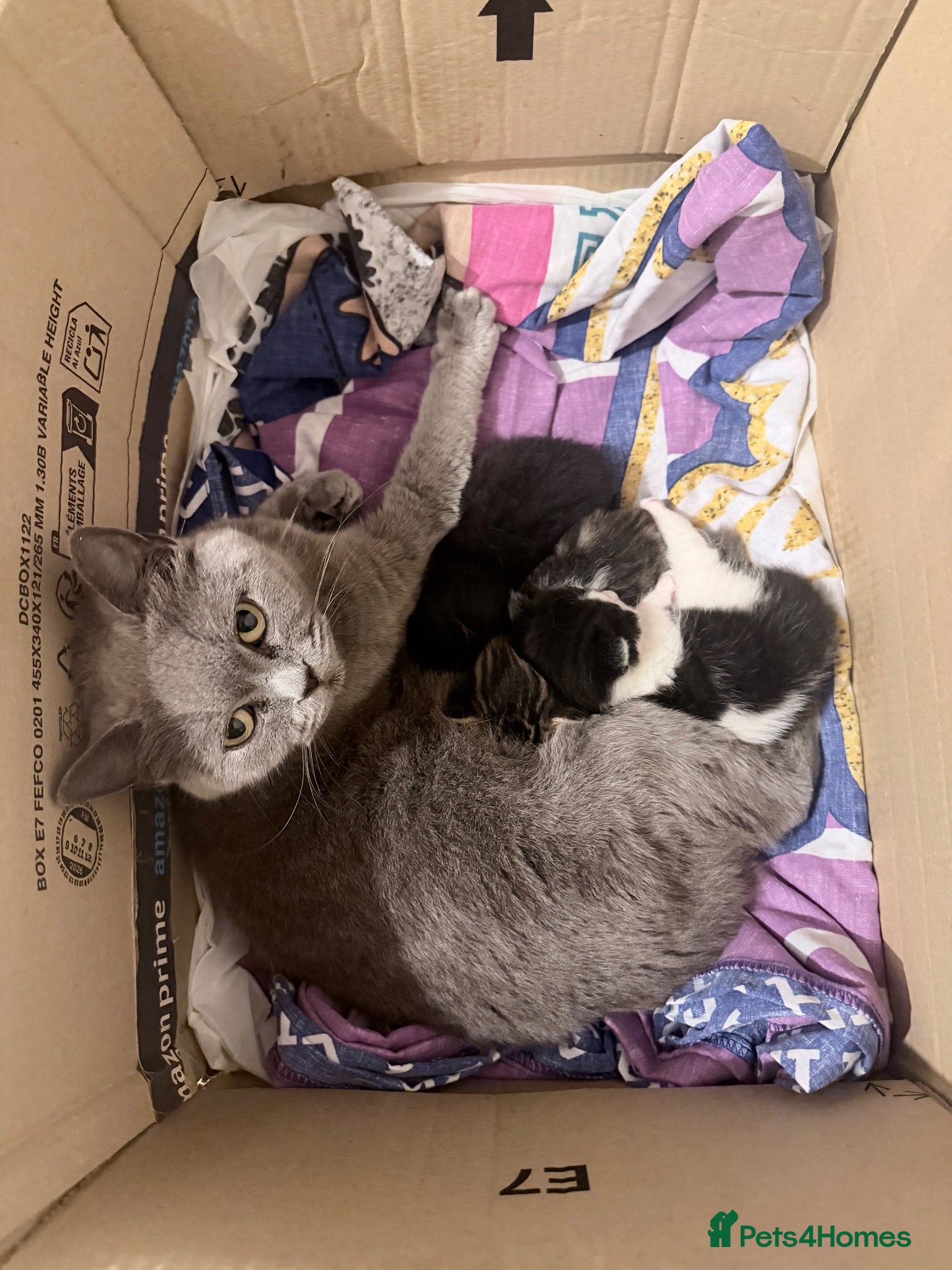 Mixed Breed cats British shorthair cross kittens - Advert 1