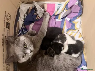Mixed Breed cats British shorthair cross kittens - Advert 1