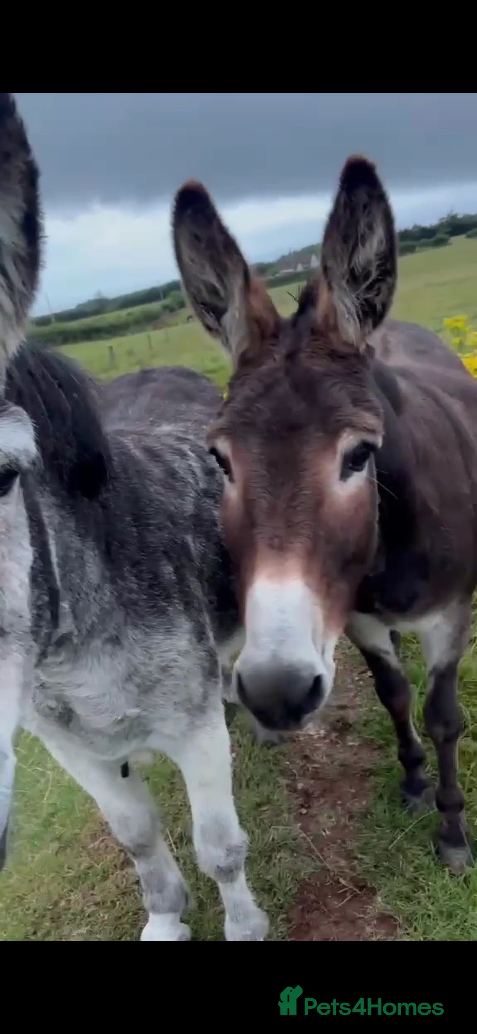 Donkey livestock Jenny donkeys  - Advert 2