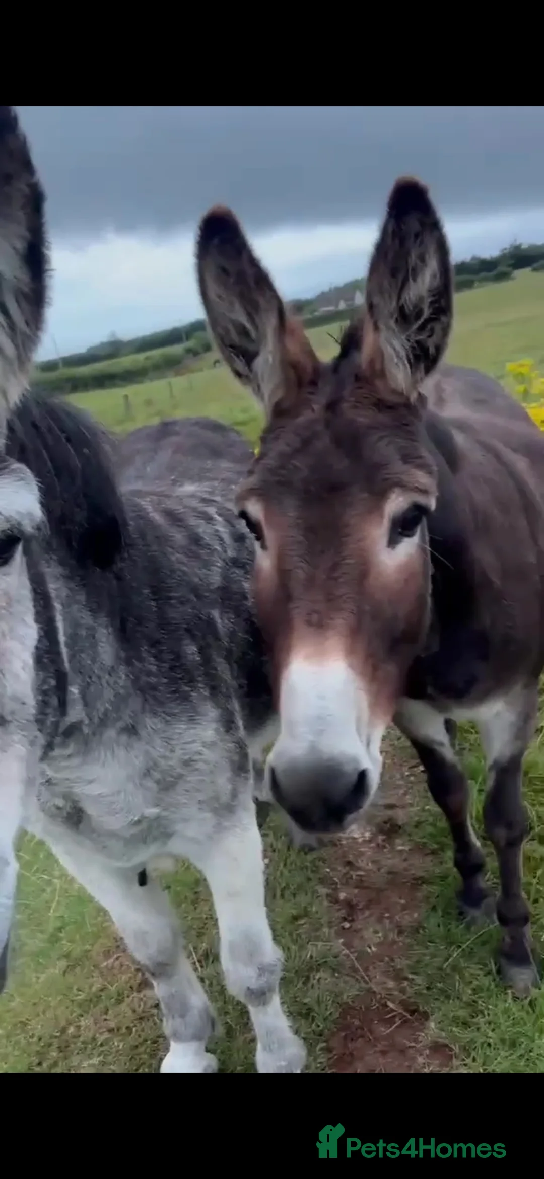 Donkey livestock for sale: Jenny donkeys  - Advert 2