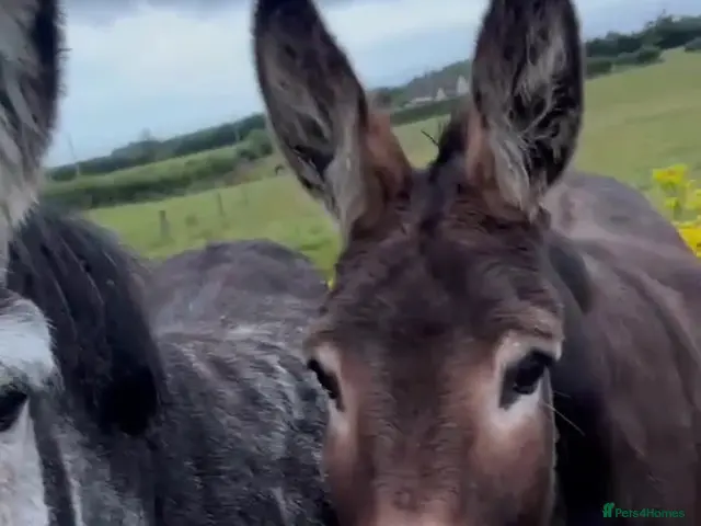 Donkey livestock Jenny donkeys - Advert 2