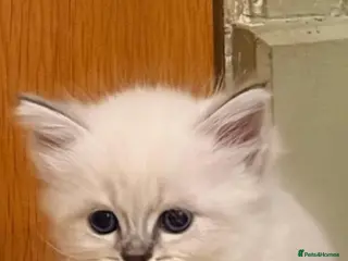 Neva Masquerade cats Siberian kittens Neva Masquerades - Advert 3