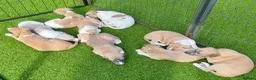 Whippet dogs for sale: Beautiful whippet babies! in Ashton-under-Lyne - Advert 14