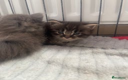 Maine Coon cats for sale: Maine coon mix - Image 7