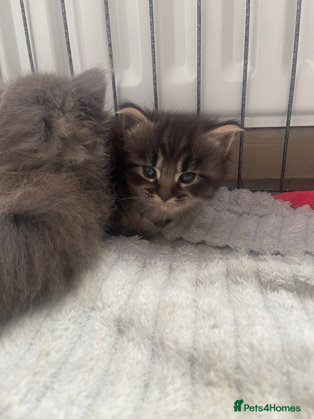 Maine Coon cats for sale: Maine coon mix - Image 7