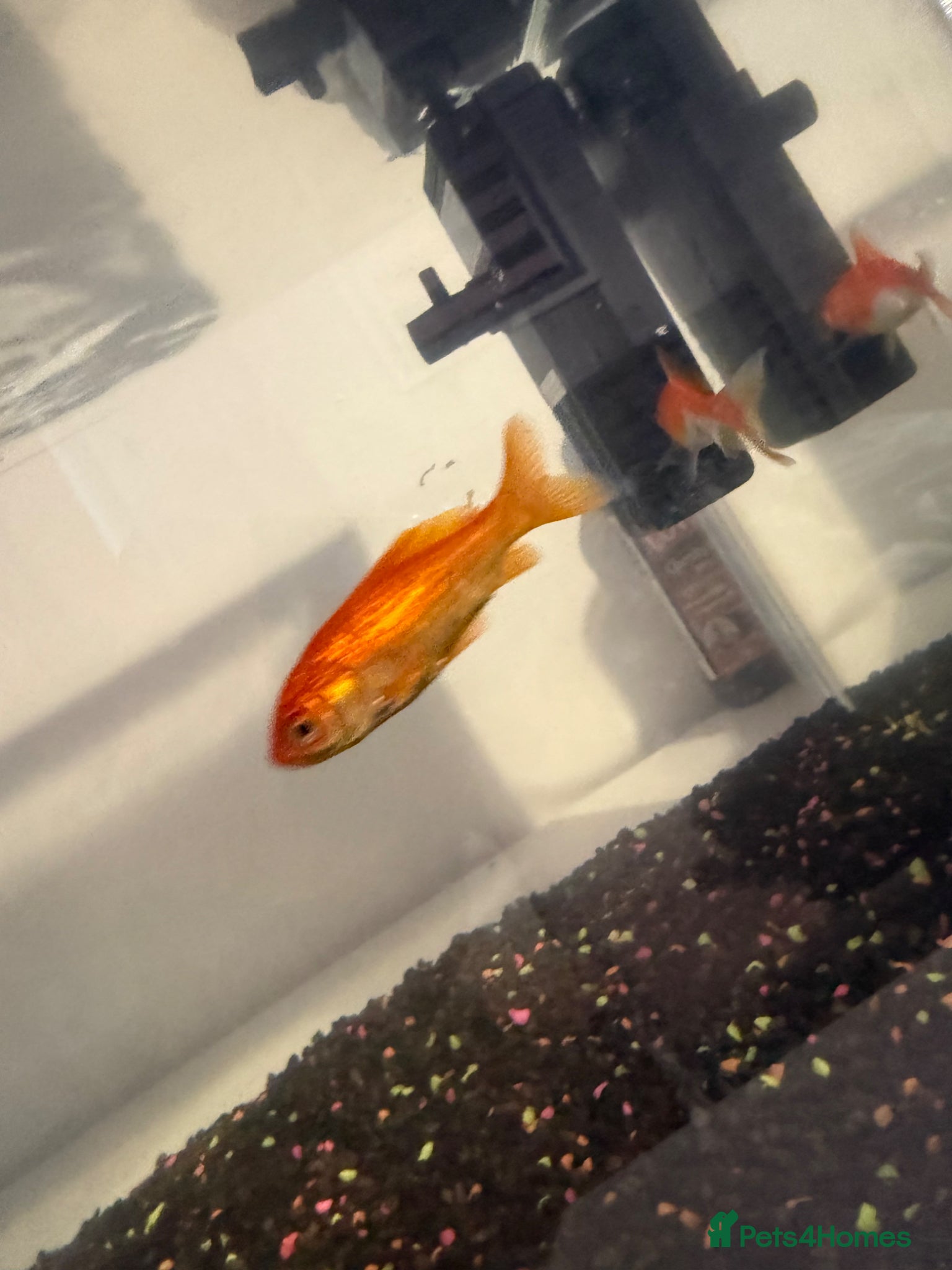 Goldfish fish Fish and tank  - Advert 1