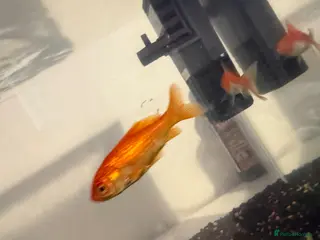 Goldfish fish Fish and tank - Advert 1