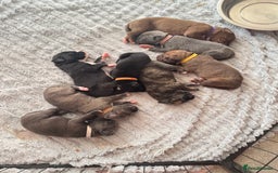 Mixed Breed dogs for sale: Rare breeding American x Bulldog x Cane Corso Pups - Image 7