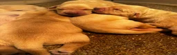 Golden Retriever dogs for sale: Fantastic golden retriever  - Advert 21