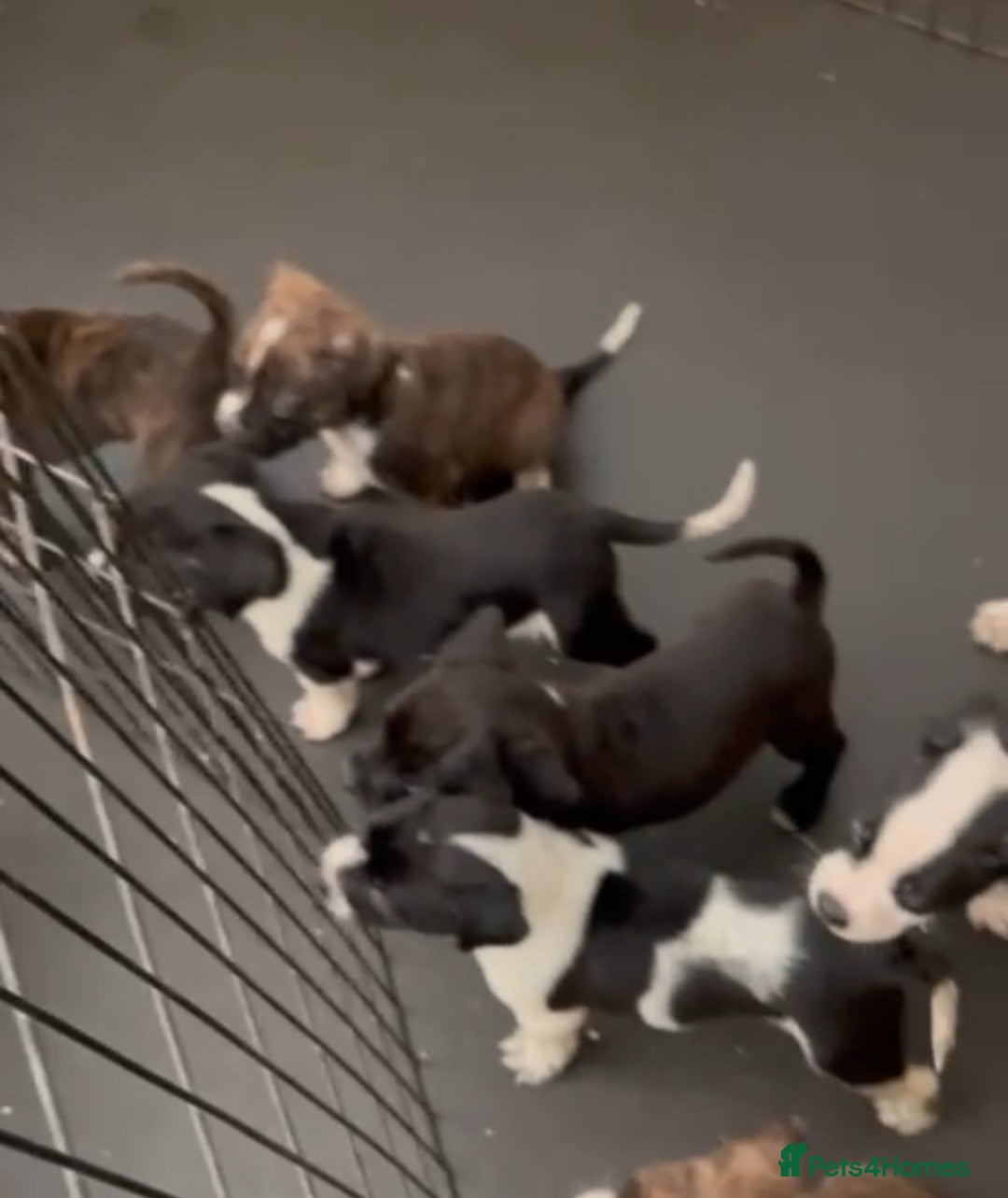 Staffordshire Bull Terrier dogs Staff puppies  - Advert 1