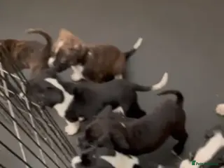 Staffordshire Bull Terrier dogs Staff puppies - Advert 1