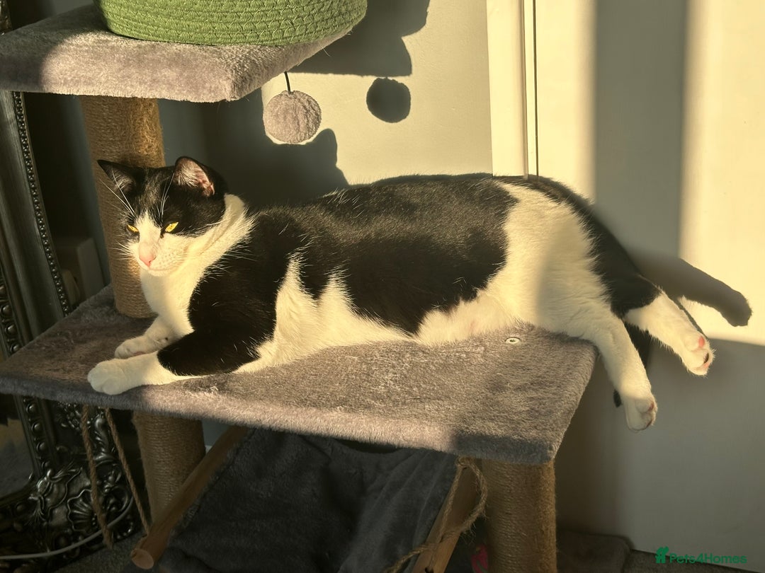Domestic Shorthair cats for sale: 2 year old male cat - Image 15