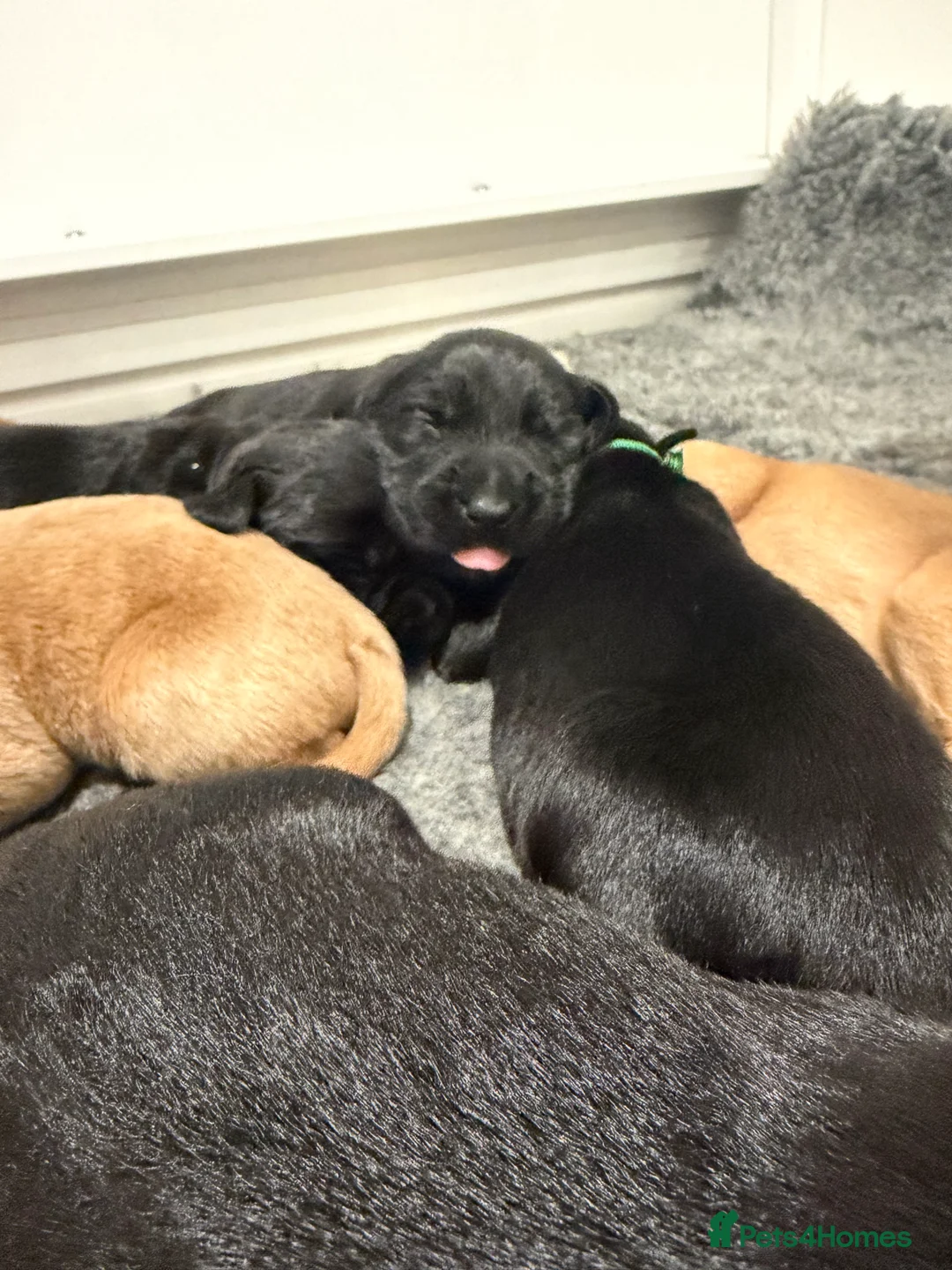 Cocker Spaniel dogs for sale: 🐾Show type cocker spaniel health tested puppies🐾 in King's Lynn - Advert 13