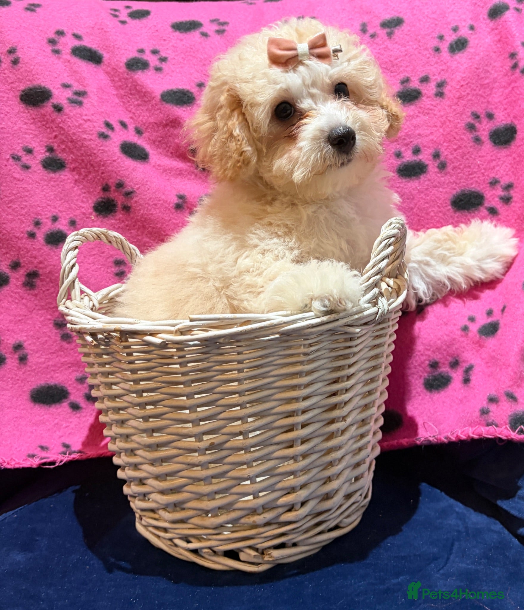 Poochon dogs READY TO LEAVE ♥️ - Advert 1