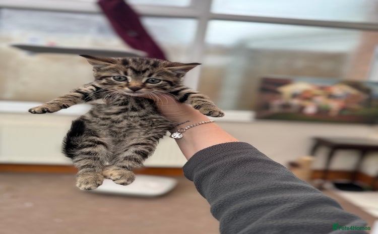 Mixed Breed cats - Advert 16