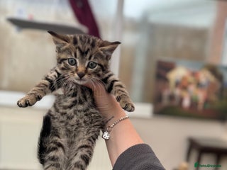 Mixed Breed cats - Advert 37