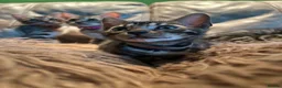 Bengal cats for sale: Pure Bengal Kittens ❤️ready for their new home 🏡  - Advert 7