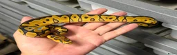 Python Snake reptiles for sale: Various royal pythons from £25 upwards  - Advert 12