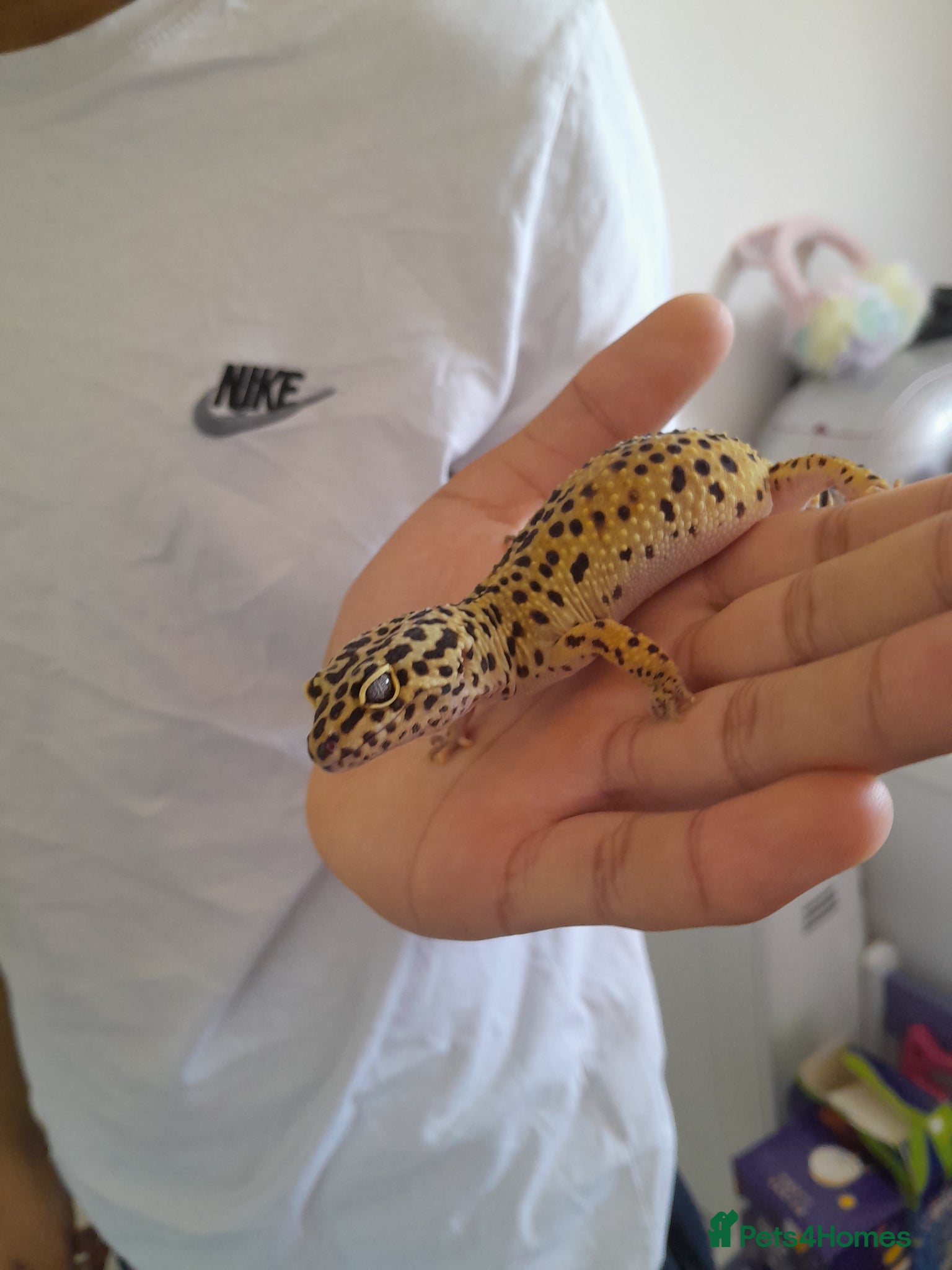 Gecko reptiles Normal/albino gecko - Advert 1